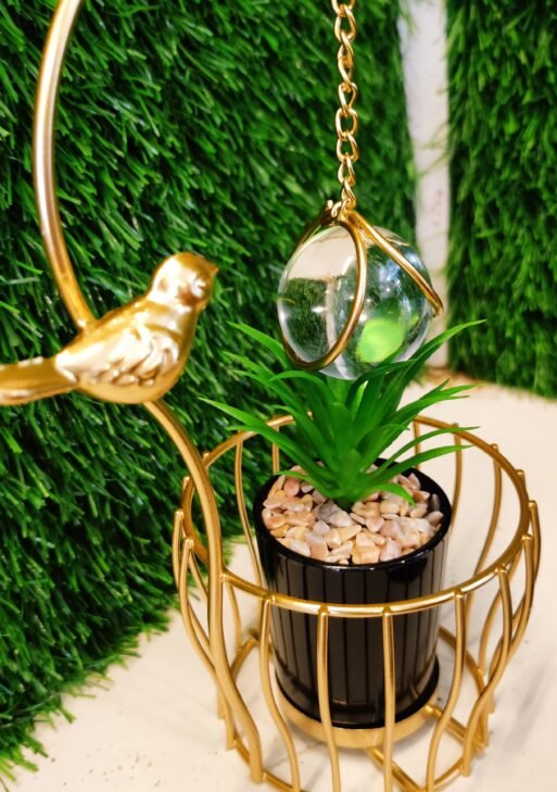 Indoor Plants
